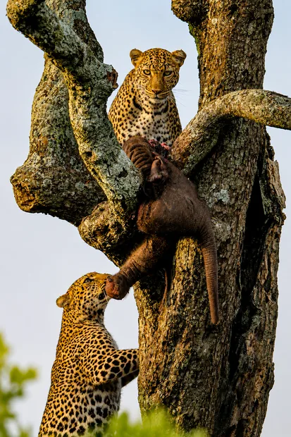 Leopard and baby elephant on safari