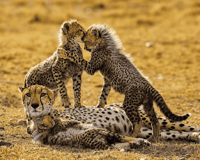 8-Day Kenya Signature Wilderness Safari